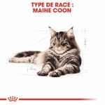Image de FBN Maine Coon 4kg