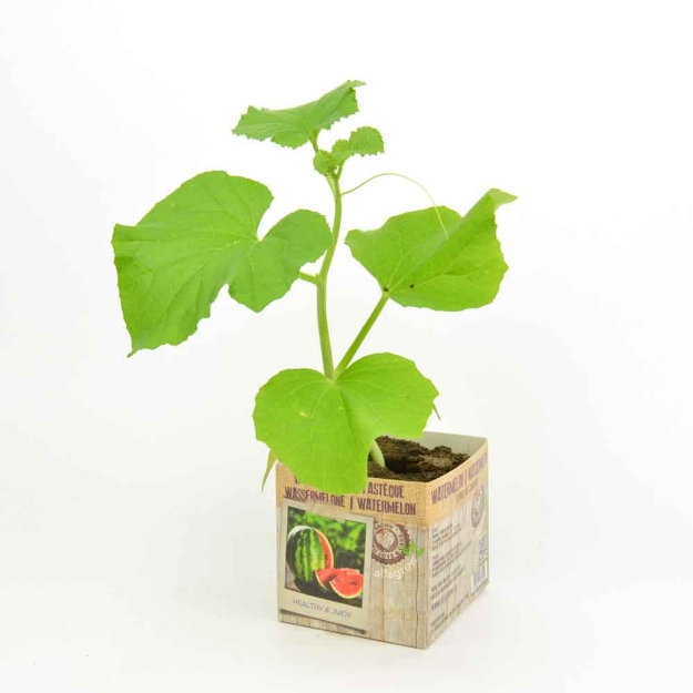 Image de Courgette vert motte 10cm + boite