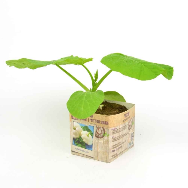 Image de Courgette jaune motte 10cm + boite