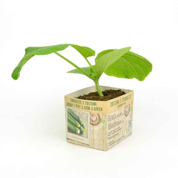 Image de Courgette ronde motte 10cm + boite