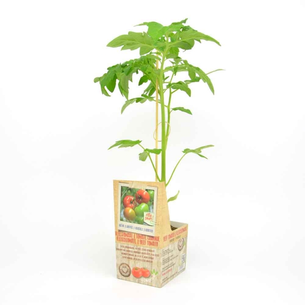 Image de Tomate 'Coeur de Boeuf' greffée motte 10cm + boite