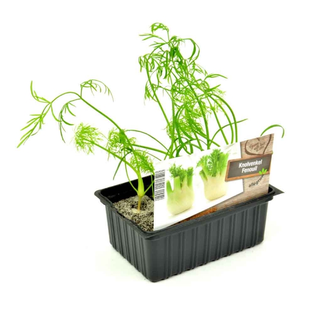 Image de Pain de sucre barquette 6 pièces