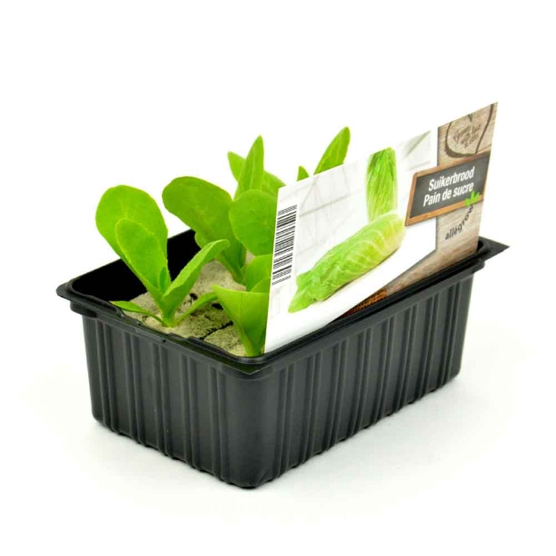 Image de Betterave rouge barquette 6 pièces