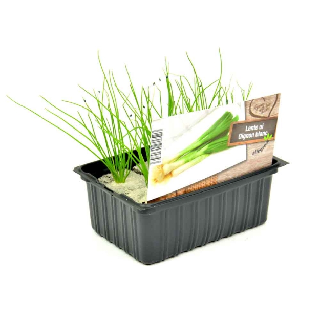 Image de Chou de Milan barquette 6 pièces