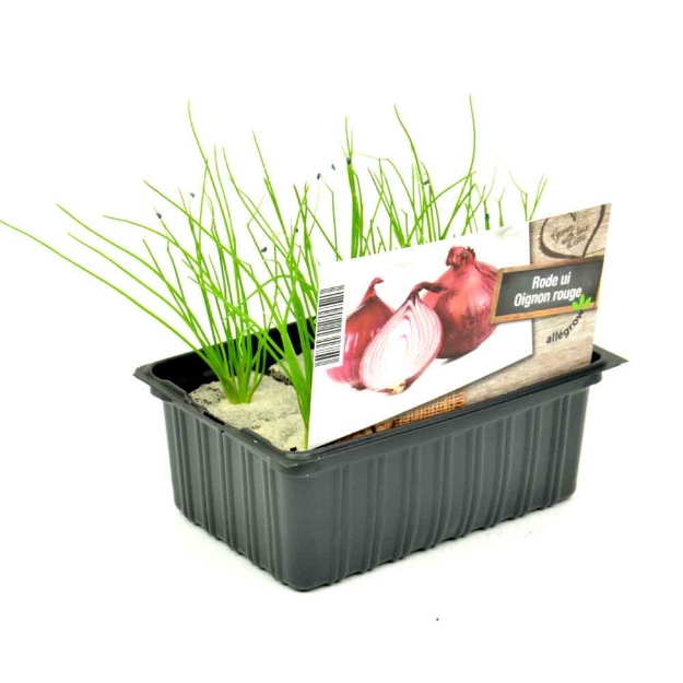 Image de Chou rouge barquette 6 pièces