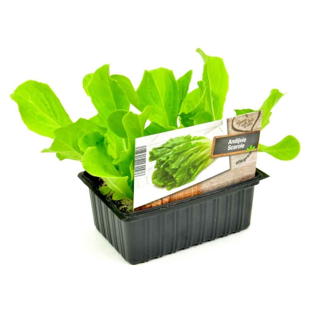 Image de Laitue Lollo Verto barquette 6 pièces