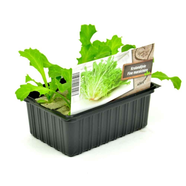 Image de Laitue 4-saisons barquette 6 pièces