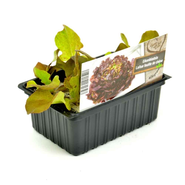 Image de Sucrine barquette 6 pièces