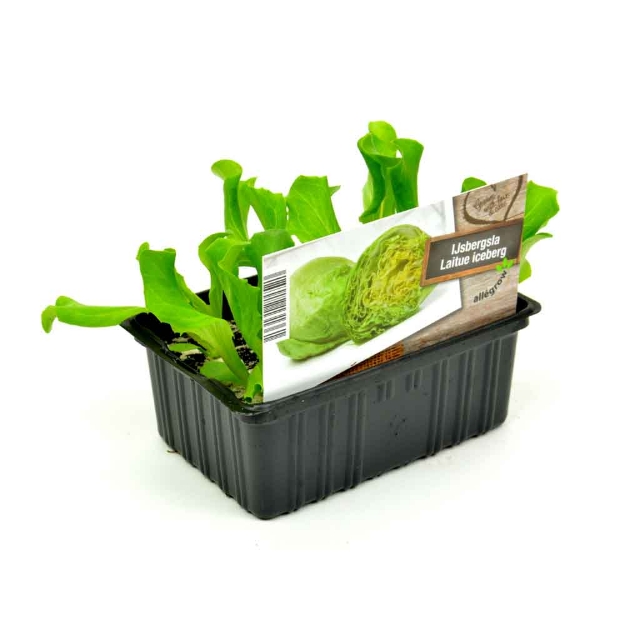 Image de Epinards barquette 6 pièces