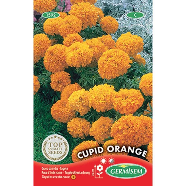 Image de Graines de tagète erecta (rose d'inde) cupid naine orange
