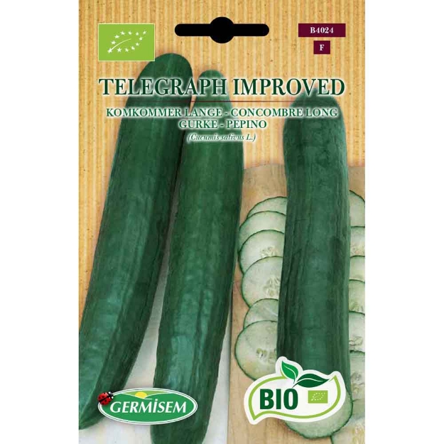 Image de Graines bio de concombre telegraph improved