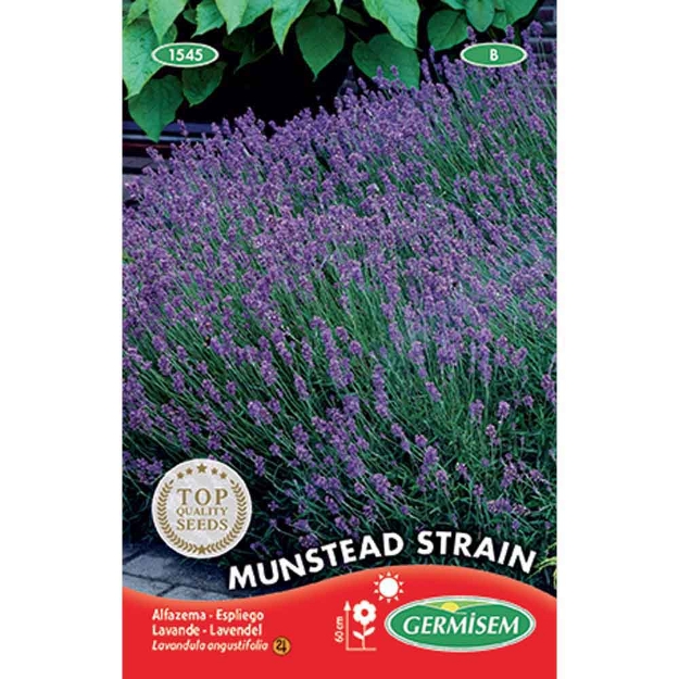 Image de Graines de lavande angustifolia munstead strain