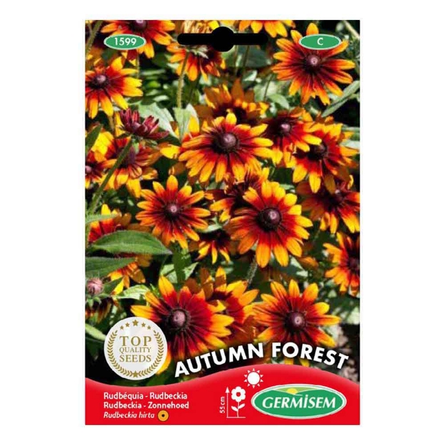 Image de Graines de rudbeckia hirta autumn forest