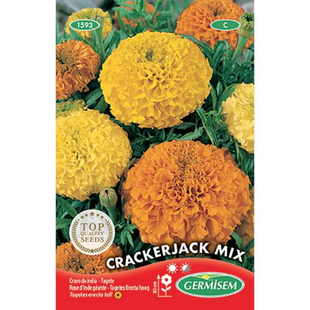 Image de Graines de tagète erecta (rose d'inde) crackerjack géante variée