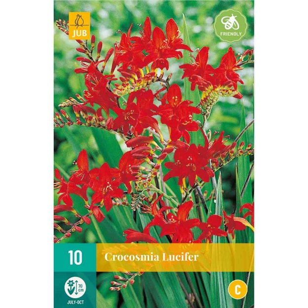 Image de 10 bulbes de fleurs de crocosmias lucifer