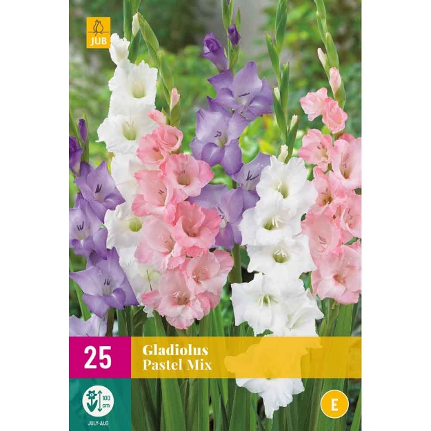 Image de 25 bulbes de fleurs de glaieuls pastel mix