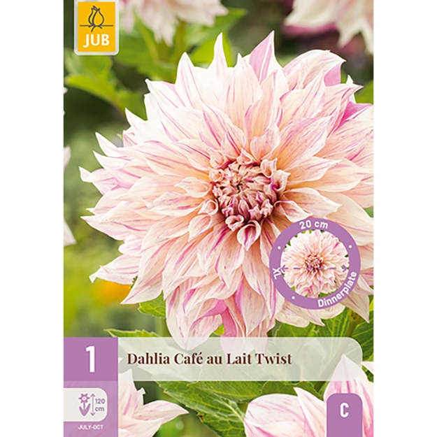 Image de 1 DAHLIA CAFE AU LAIT TWIST I