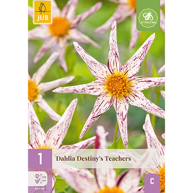 Image de 1 DAHLIA DESTINYS TEACHERS I