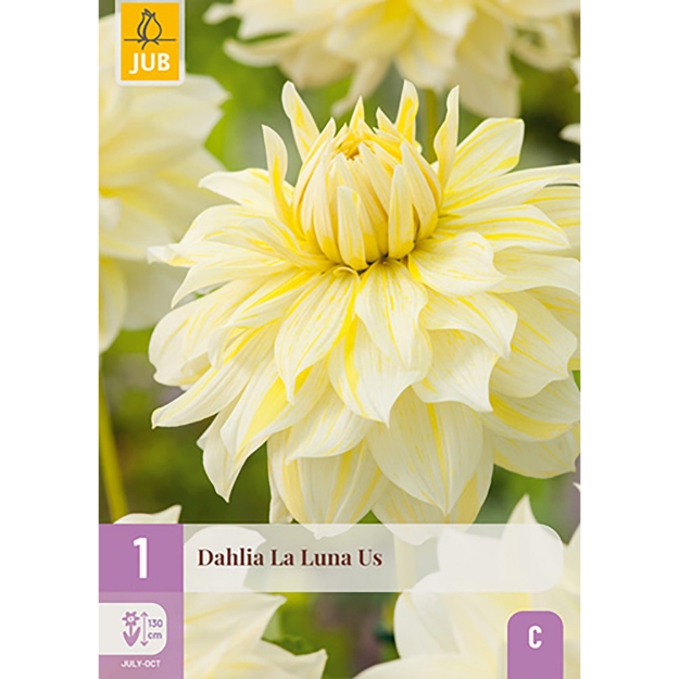 Image de 1 DAHLIA LA LUNA US I