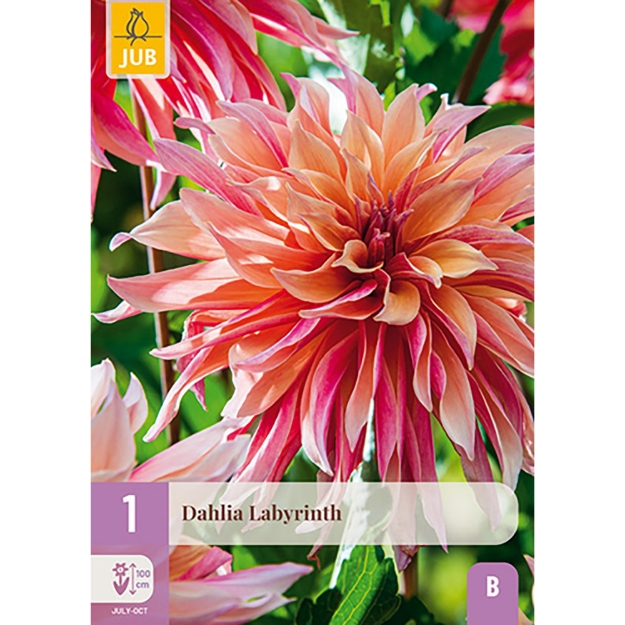 Image de 1 DAHLIA LABYRINTH I