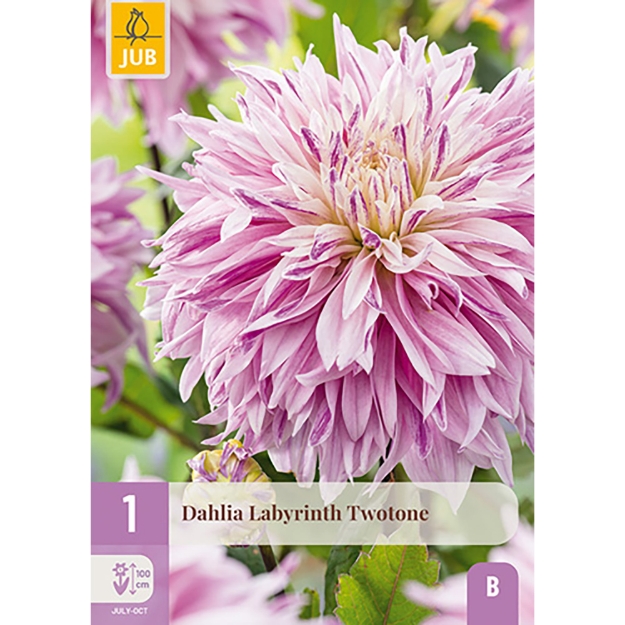 Image de 1 DAHLIA LABYRINTH TWOTONE I