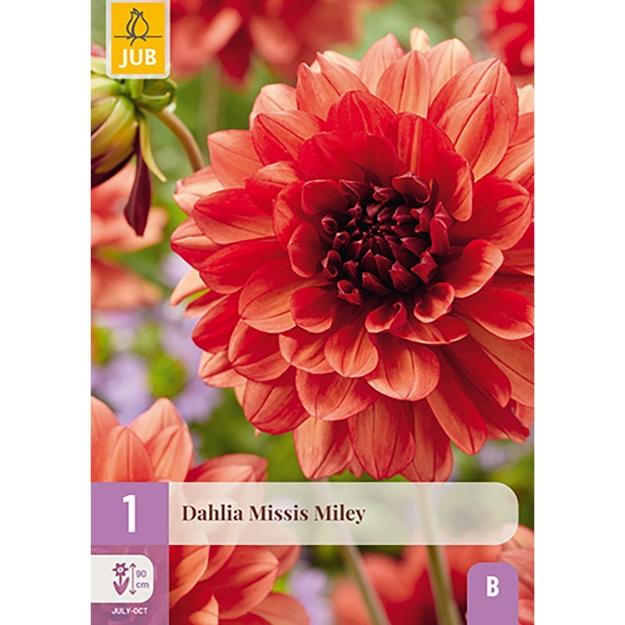 Image de 1 DAHLIA MISSIS MILEY I