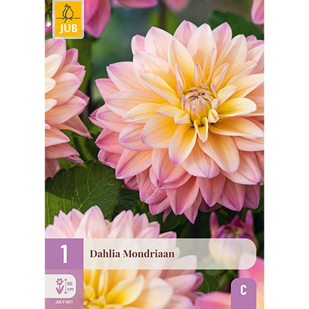 Image de 1 DAHLIA MONDRIAAN I