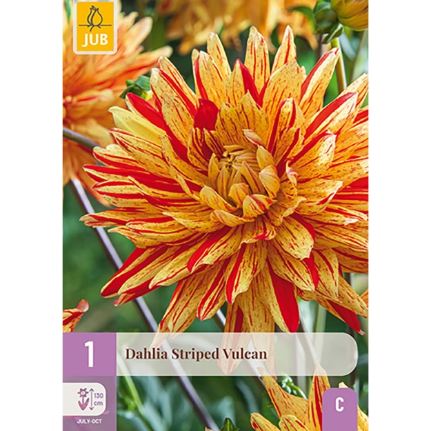 Image de 1 DAHLIA STRIPED VULCAN I