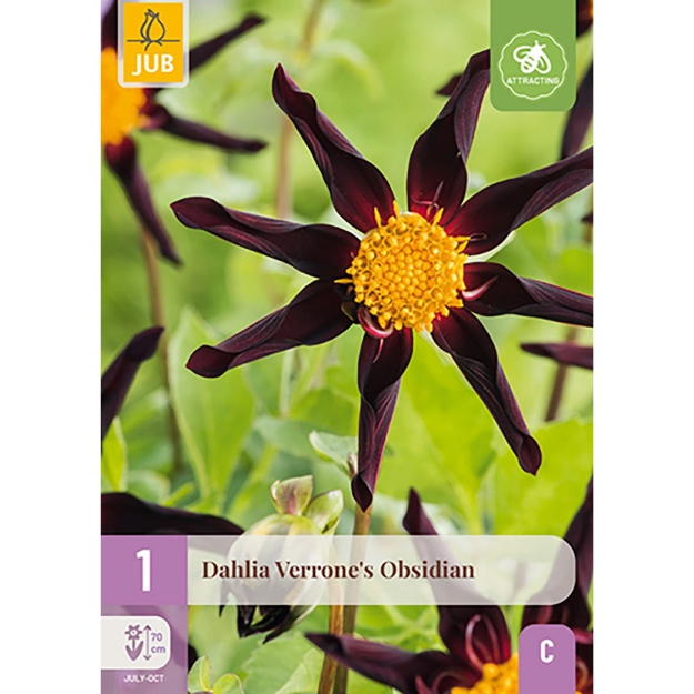 Image de 1 DAHLIA VERRONES OBSIDIAN I
