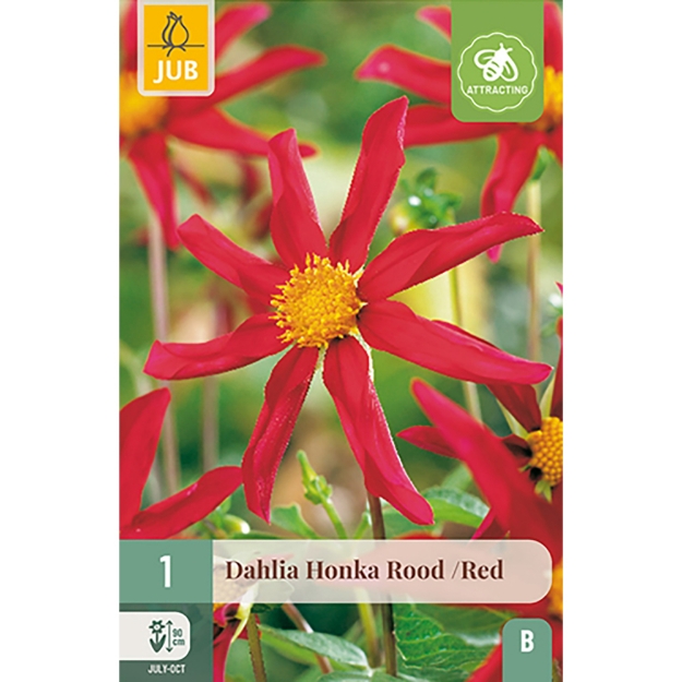 Image de 1 DAHLIA HONKA ROUGE I