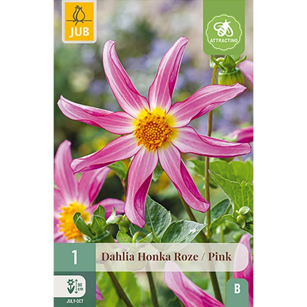 Image de 1 DAHLIA HONKA ROSE I