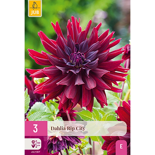 Image de 3 DAHLIA RIP CITY I
