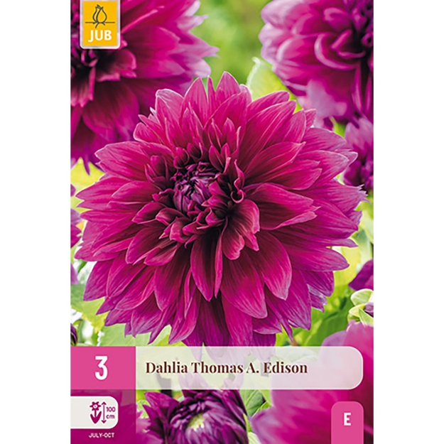 Image de 3 DAHLIA THOMAS A. EDISON I