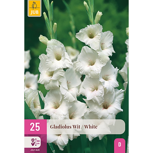 Image de 25 GLAIEUL BLANC 12/14