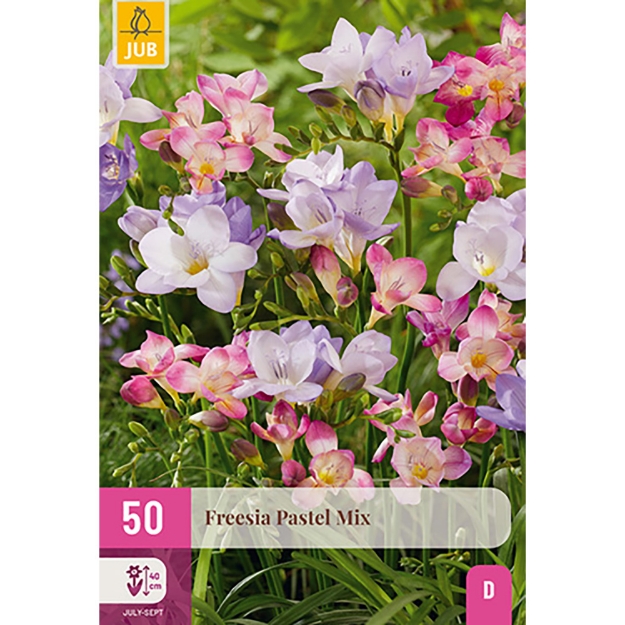 Image de 50 FREESIA PASTEL MIX 5/+
