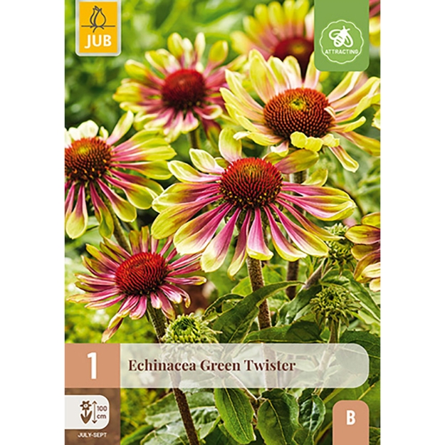 Image de 1 ECHINACEA GREEN TWISTER I