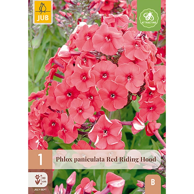 Image de 1 PHLOX PANICULATA RED RIDING HOOD I