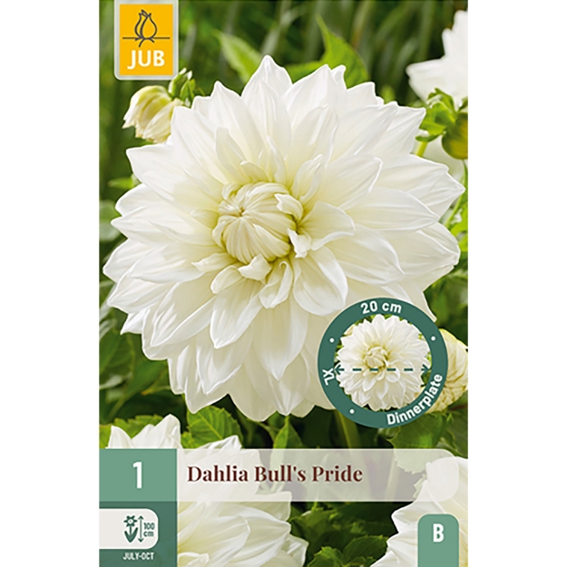 Image de 1 DAHLIA BULLS PRIDE I