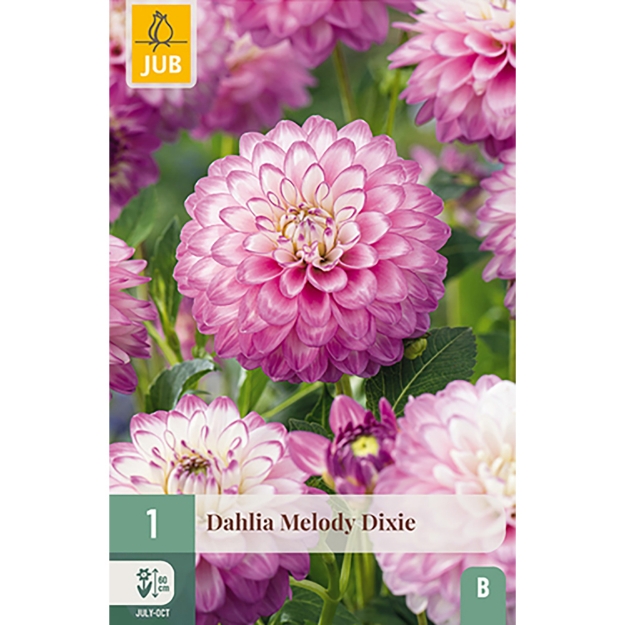 Image de 1 DAHLIA MELODY DIXIE I