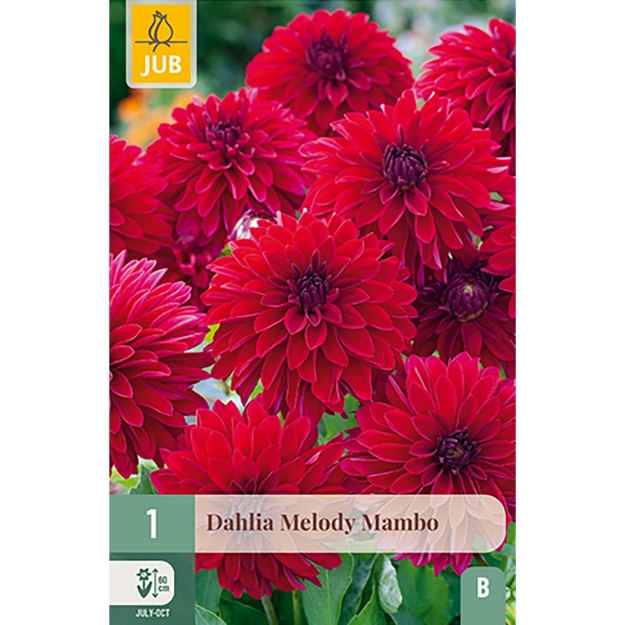 Image de 1 DAHLIA MELODY MAMBO I