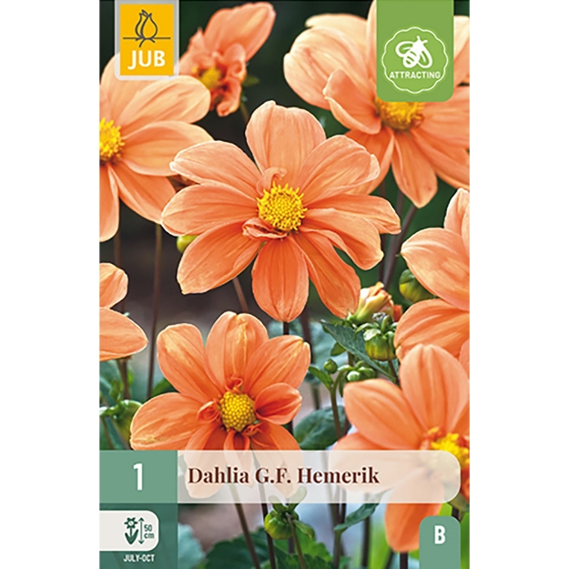 Image de 1 DAHLIA G.F. HEMERIK I