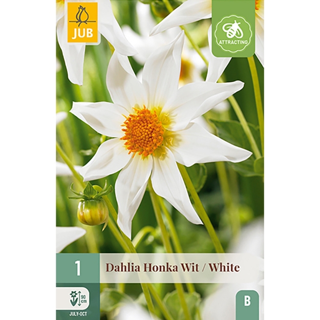 Image de 1 DAHLIA HONKA BLANC I