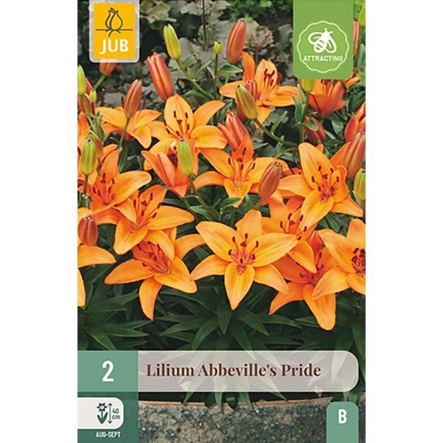 Image de 2 LIS ABBEVILLE'S PRIDE 14/16