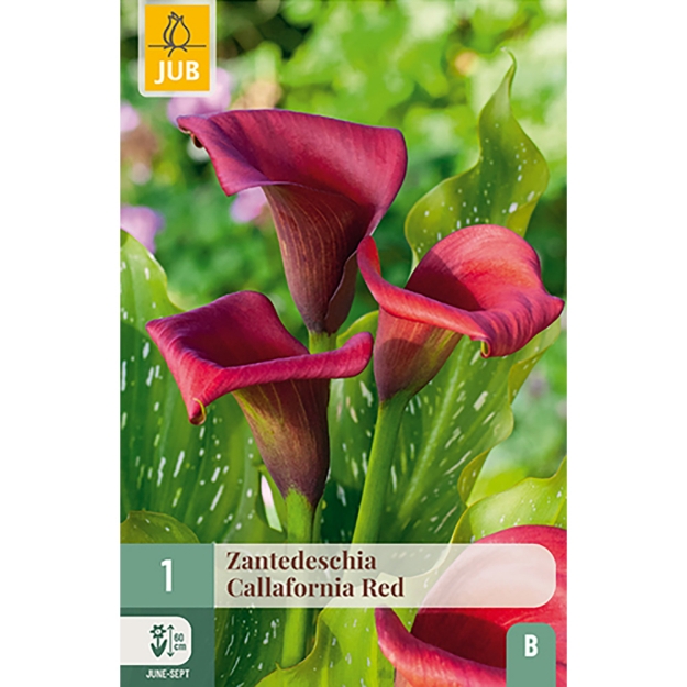 Image de 1 ZANTEDESCHIA CALLAFORNIA RED 14/16