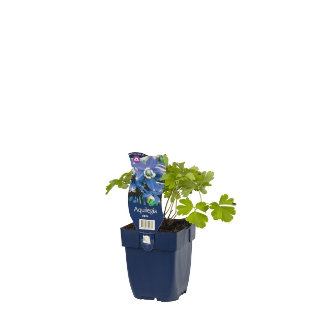 Image de Aquilegia alpina - pot de 11 cm.