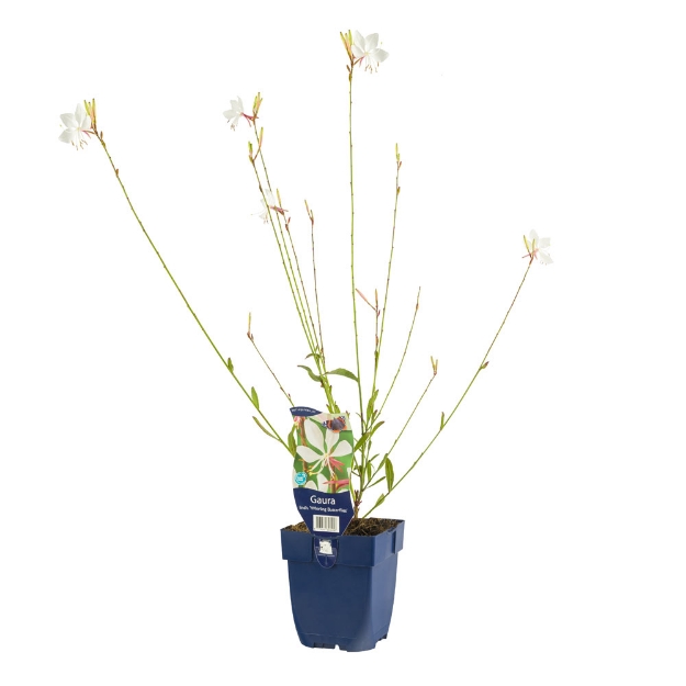 Image de Gaura lindh. 'Whirling Butterflies' - pot de 11 cm.