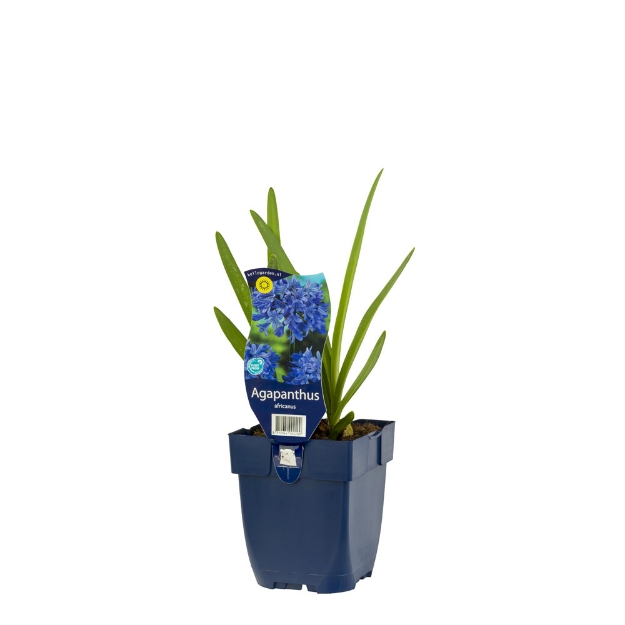 Image de Agapanthus africanus - pot de 11 cm.