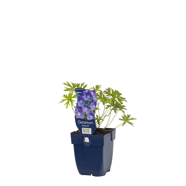 Image de Geranium 'Brookside' - pot de 11 cm.