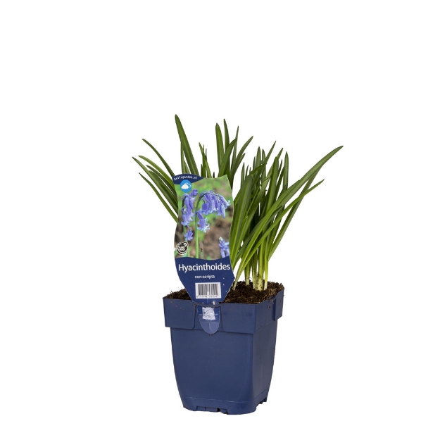 Image de Hyacinthoides non-scripta - pot de 11 cm.