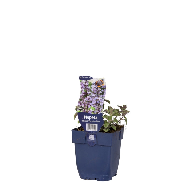 Image de Nepeta faassenii 'Purrsian Blue' - pot de 11 cm.
